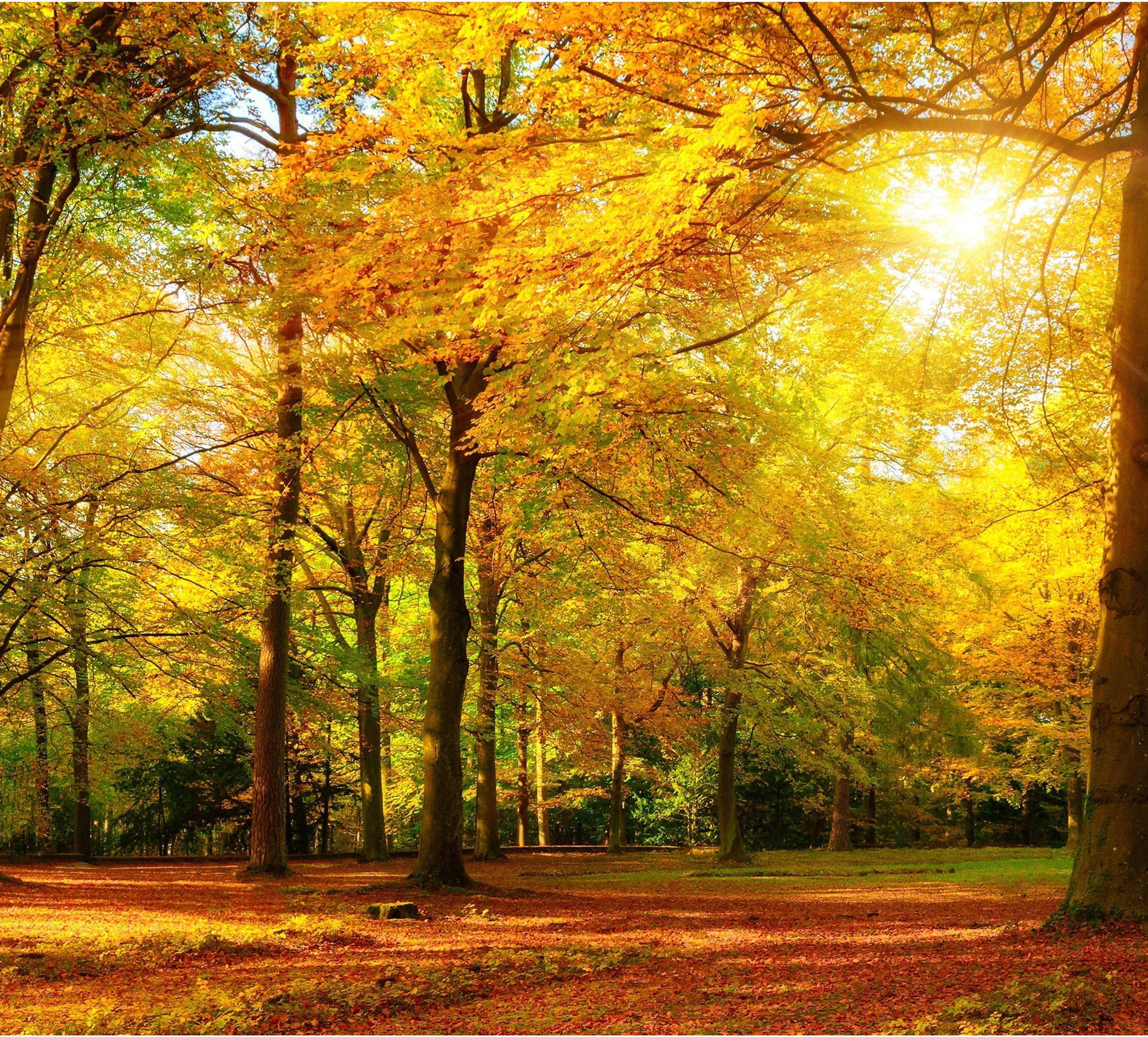 Autumn Landscape Large Wall Art №46 Ready to Hang Canvas Print - Zellart Canvas Prints ALL_Products, s-46