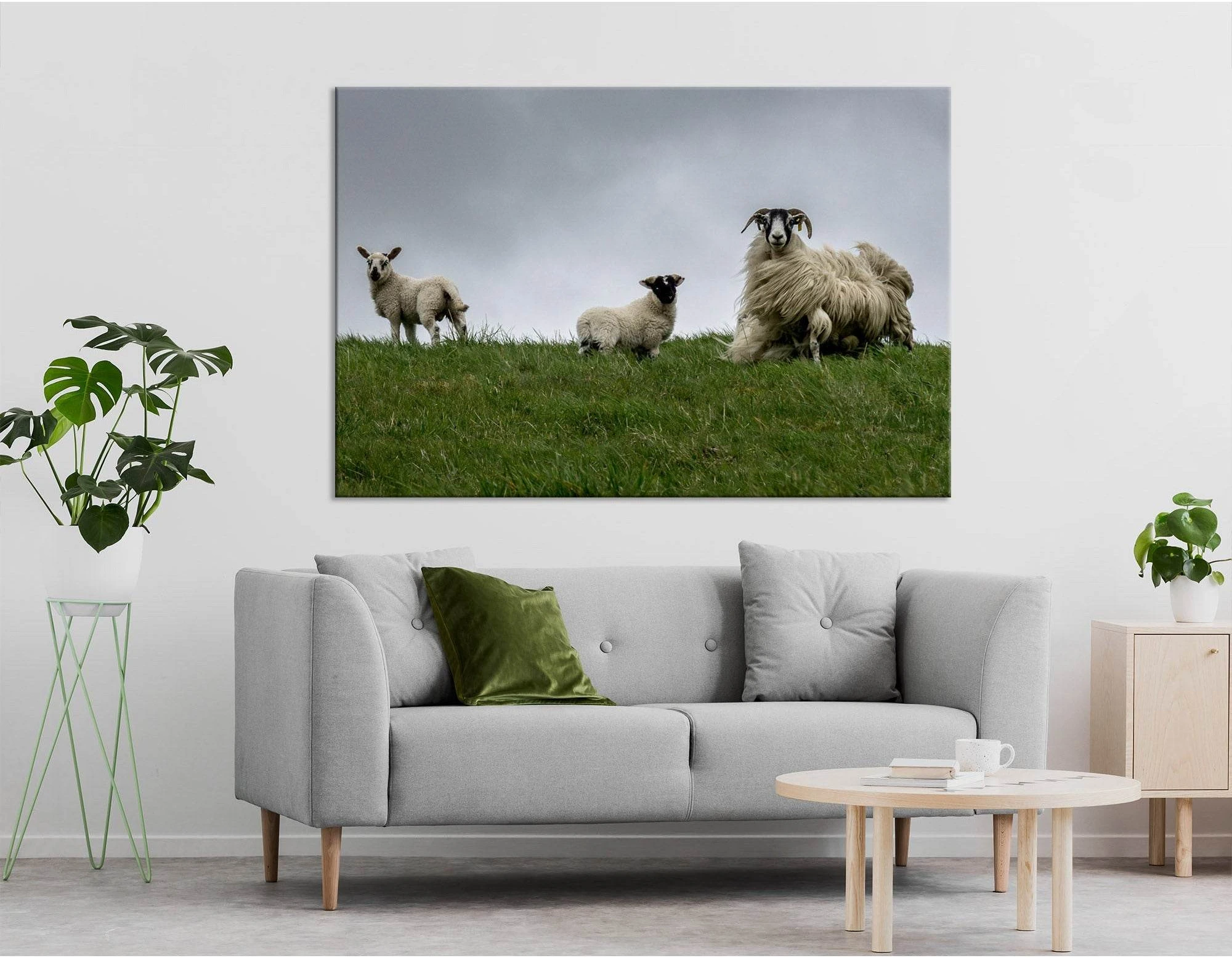 Black-face Sheeps In The Wind, Scotland №04236 Ready to Hang Canvas Print - Zellart Canvas Prints ALL_Products