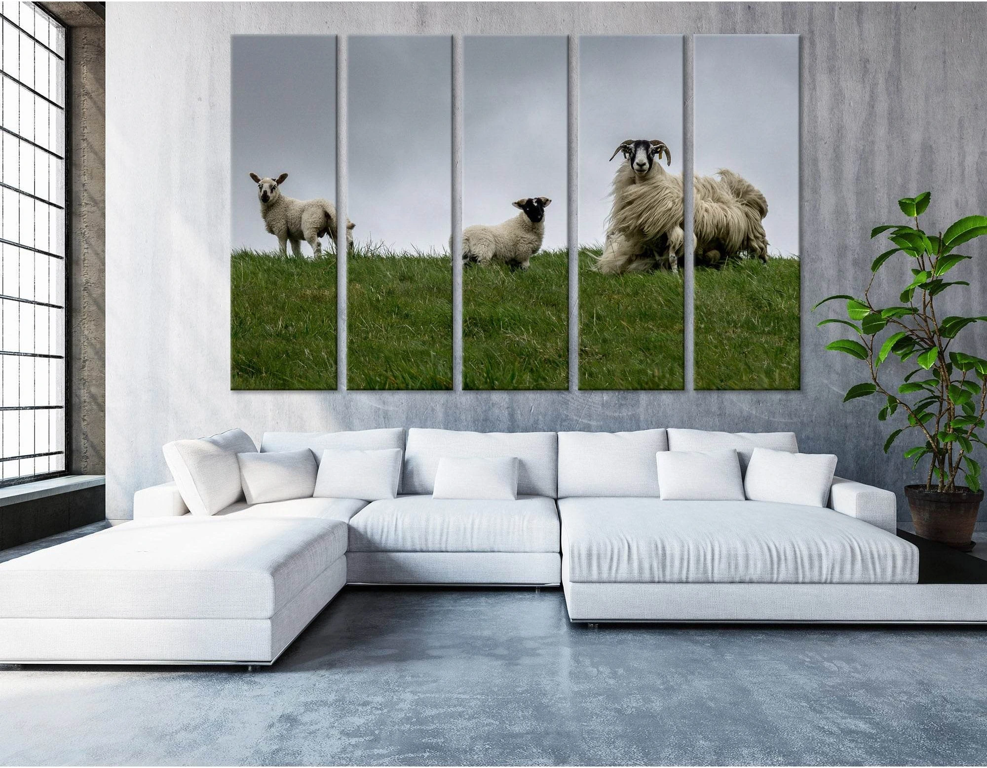 Black-face Sheeps In The Wind, Scotland №04236 Ready to Hang Canvas Print - Zellart Canvas Prints ALL_Products