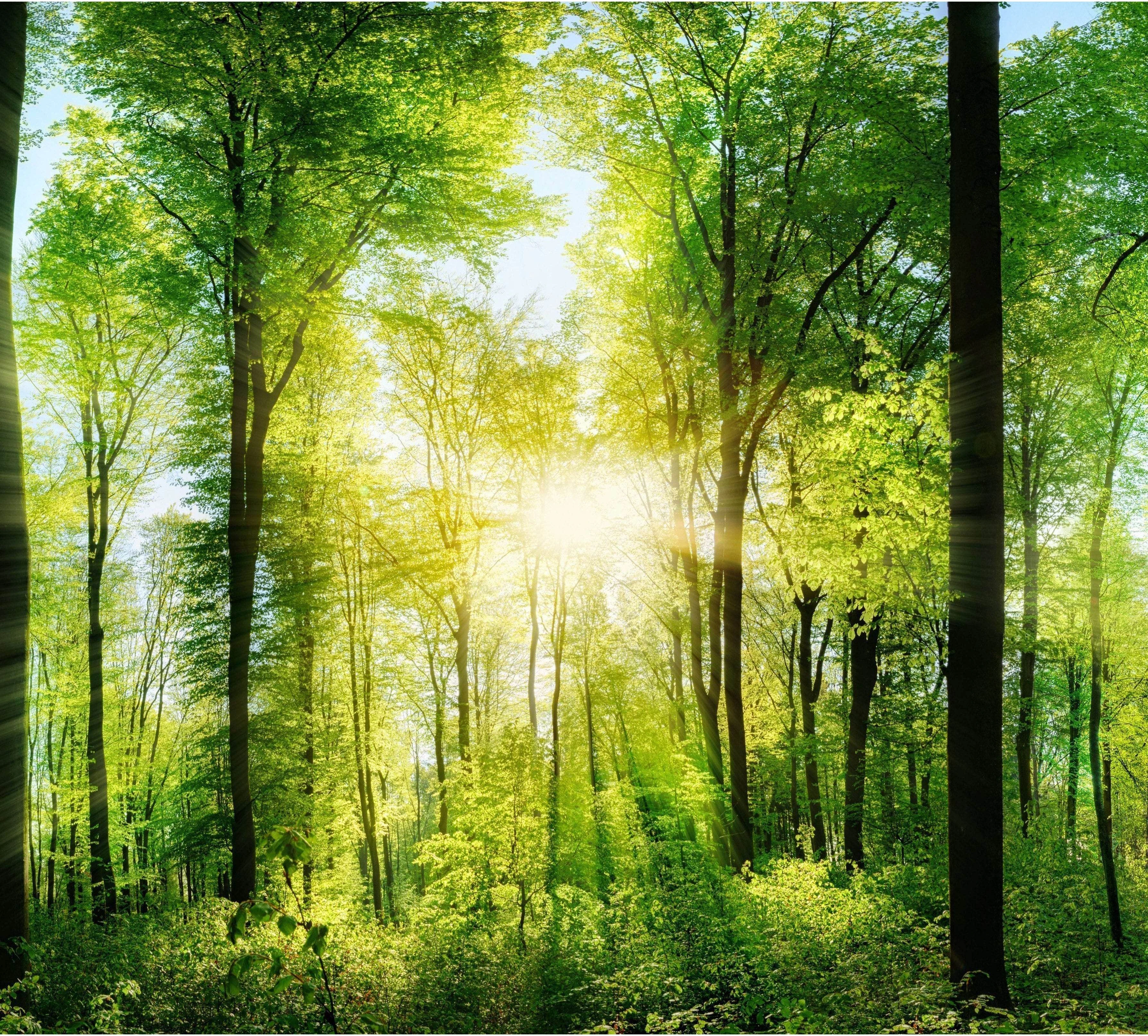 Extra Large Panorama of Green Forest №48 Ready to Hang Canvas Print - Zellart Canvas Prints ALL_Products, s-48