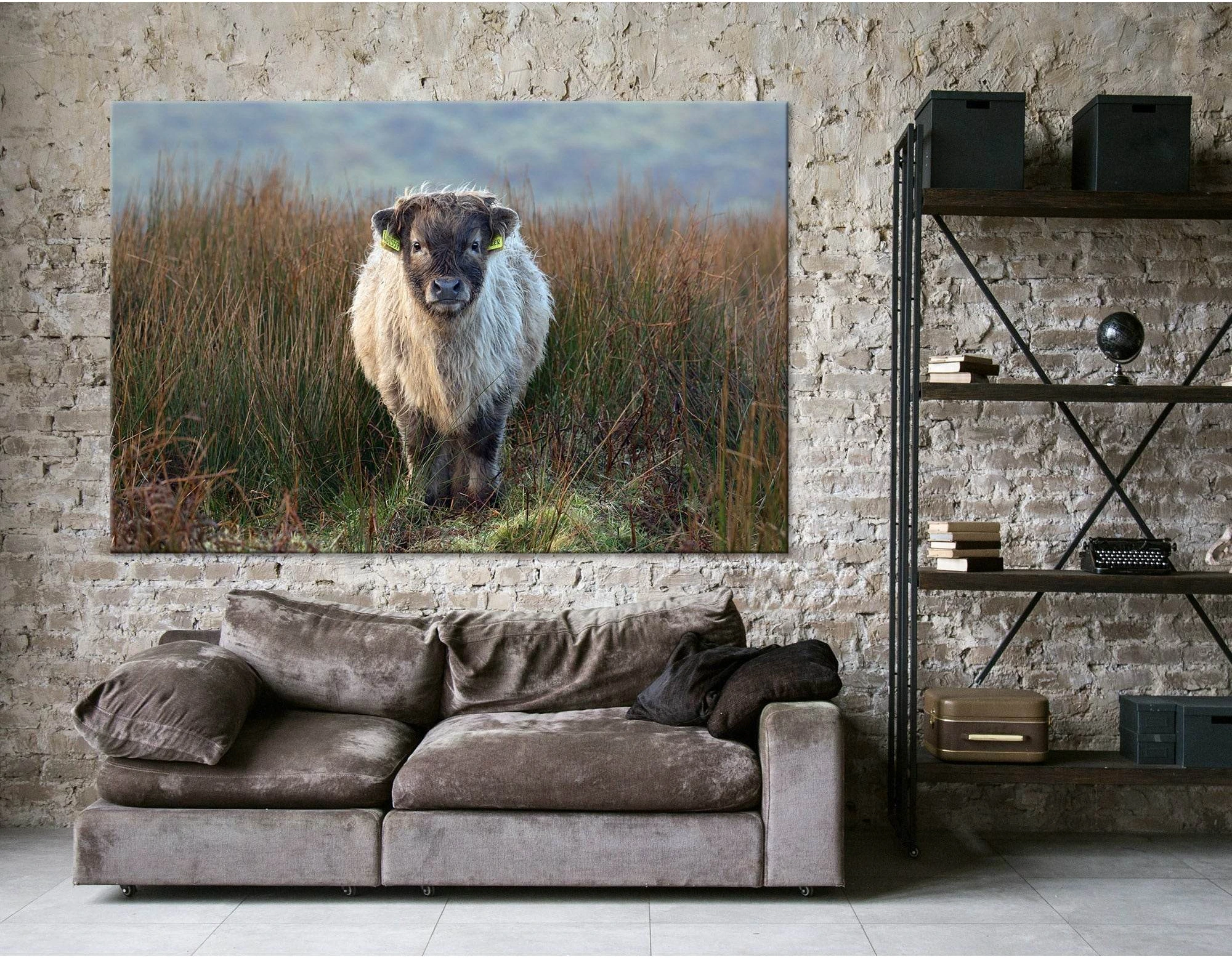 Highland Calf On The Field In Exmoor №04247 Ready to Hang Canvas Print - Zellart Canvas Prints ALL_Products