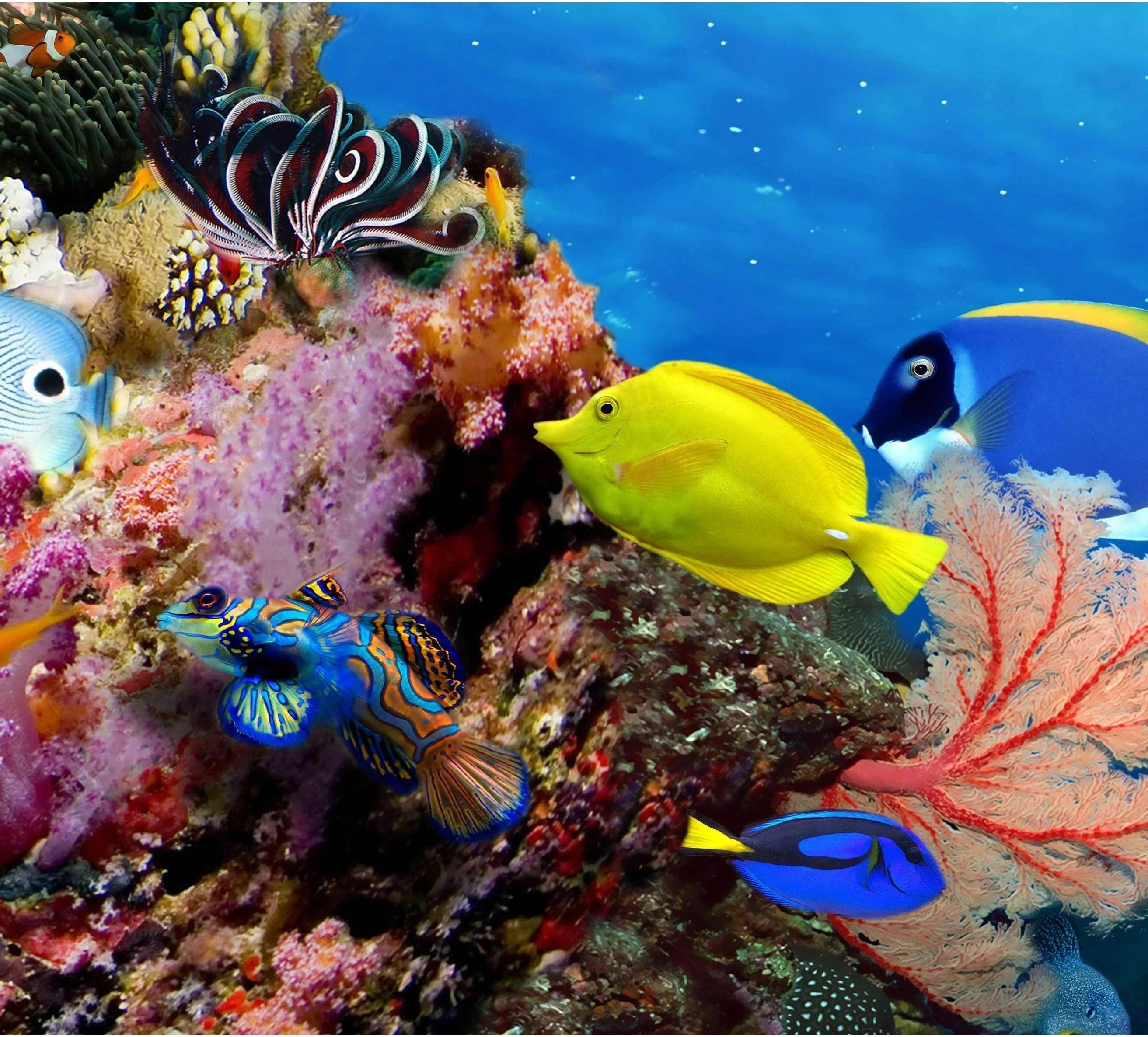 Large Panorama of marine species №56 Ready to Hang Canvas Print - Zellart Canvas Prints ALL_Products, s-56