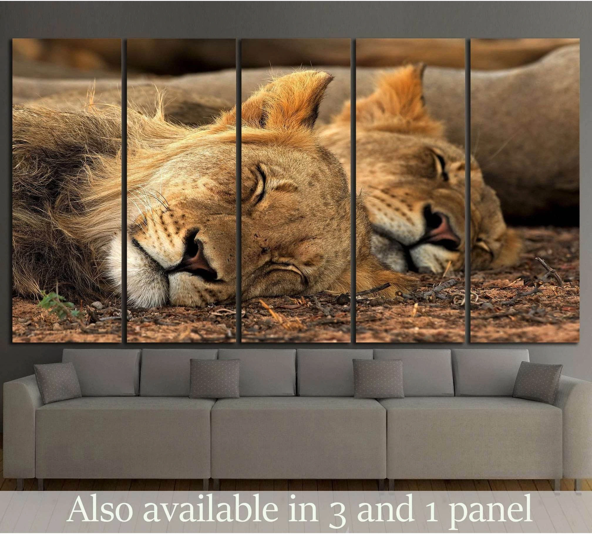 Sleeping lions canvas print displayed above sofa in a modern living room with warm safari tones