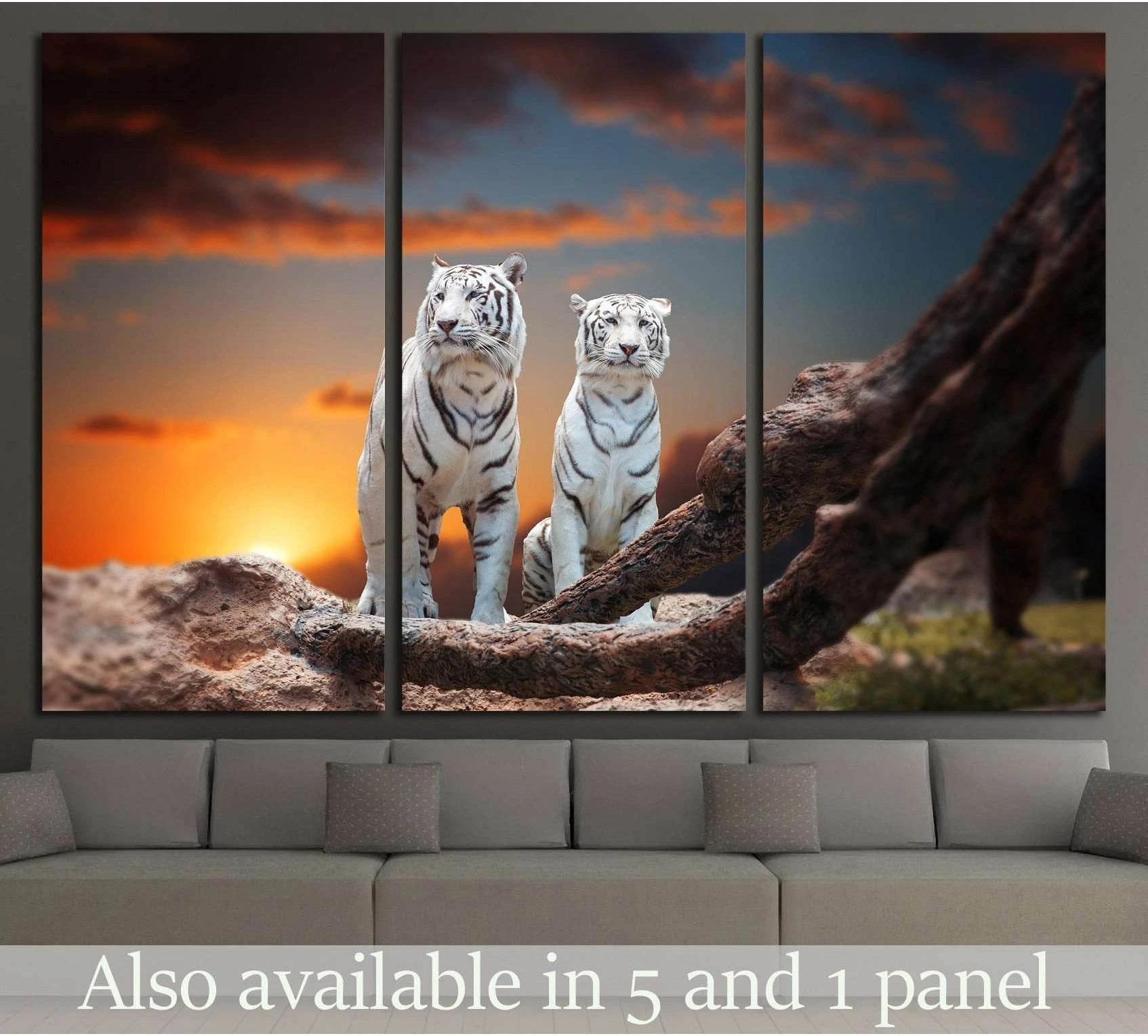 Two white tigers at sunset on rocky ground canvas print above sofa in a modern living room